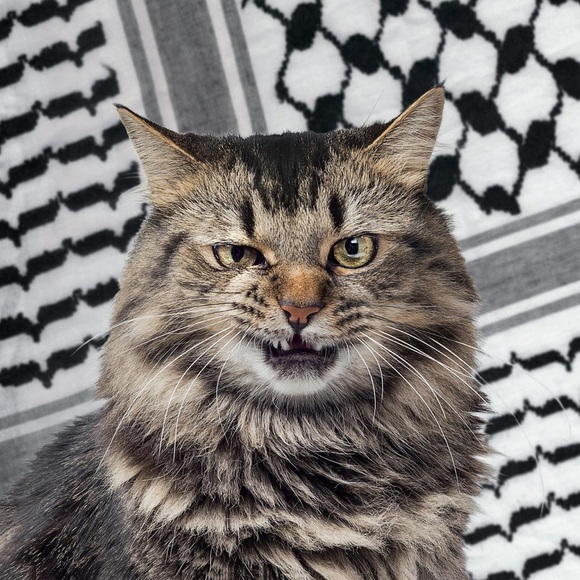 Ceasefire Meow Photography Art Prints Cats holiday gifts cards - Picture 1 of 7